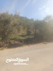  5 ارض زراعيه في بلعا دير الغصون