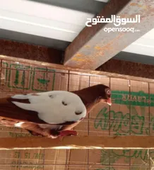  9 جواز وفراخ للبيع مشكل اقرء الوصف كامل