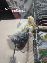  4 طيور كوكتيل للزق اليدوي مع خواتم جاهزه عمرهم بين 15 وال 17 يوم