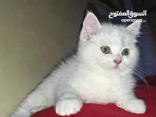  3 قط  و قطه هملايا شوكلت و قطتين  كتنز كتن بيبي  3 شهور  ابيض ناصع و عيون زرق  القط رغدول البيور الضخم