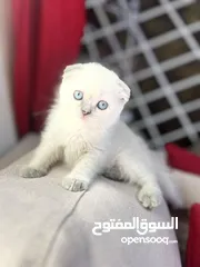  2 سكوتش فولد الييع