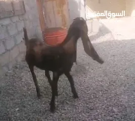  1 السوق المفتوح