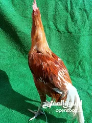  2 ديوك مشكل للبيع بسعر حرقم