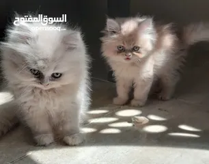  5 Mix himalayan with persian kittens