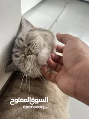  11 قطتان جميلتان تبحثان عن بيت دافئ  Two lovely cats looking for a loving home