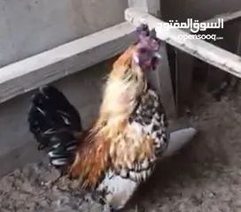  22 حمام للبيع