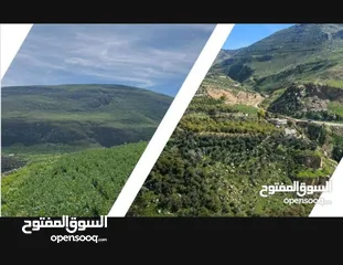  1 ارض للبيع في وادي شعيب 4000 م منطقه مرتفعه ومطله على السد