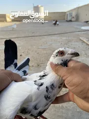  4 كوم حمام للبيع