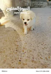  3 كل ملتيز جمل وجميل ومسلي