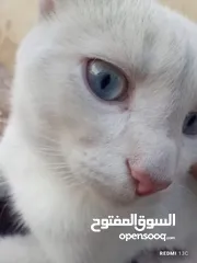  3 قط ابيض جميل جدا مع عينان زرقاوان و حالته الصحية جيدة و هادا و مرح وكن غير مدرب