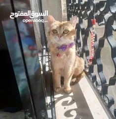  2 انثى سكوتش جولدن ny12 عمر سنه ونص منتجه وإنتاجها بجنن بيور ميه بالميه متعوده على اللتر بوكس