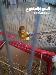  3 ذكر مغرد حامي نارررر