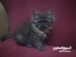  2 قطط شيرازي صغيرة للبيع