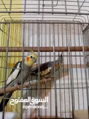  2 كوكتيل جوز انتج