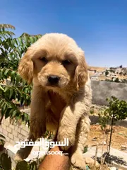  11 كلاب جولدن ريتريفر نخب و مستوى عالي  من اصل بريطاني  العمر 45 يوم.     Golden Retriever