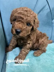  1 Miniature poodle