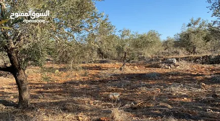  4 أرض مسطحة على رأس جبل مليئة بأشجار الزيتون تصنيف بي