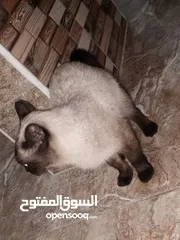  1 قط هملايا .. انثى