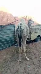  2 ناقه ثنيه ضحيه الرجاء التواصل مع ابو قاسم صاحب العلاقه على  وتس اب