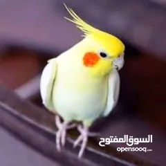  2 مطلوب ذكر كوكتيل لاتينو شغال