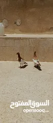  2 متاح 3جواز جوز لهوارت قراقطه وجوز يهوديات تركيب جديد وفي جواز بلجيكي زرزور عل بلجيكي