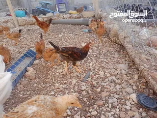  1 صوص بلدي للبيع