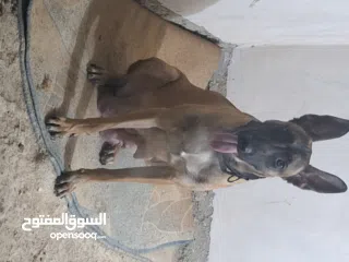  5 جراو مالينوا الأصل  للبيع  عمر عشرين يوم