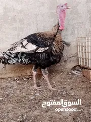  3 ديكين حبش وثلاث أناثي بلدي