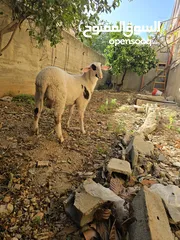  12 خروف نخب النخب