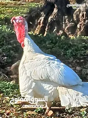  1 حبش ابيض جامبو