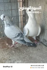  4 11 جوز مساويد، كشامره هومرات محيرات بواز مزهورات اسطنابله