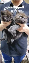  3 قطط هملايا بيور تشوكلت للبيع