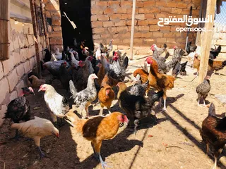  3 دجاج عربي للبيع