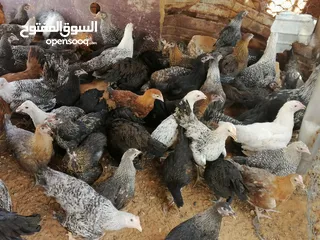  4 دجاج عربي وفيومي وزهري للبيع العمر 3اشهور واشوي أحضان طبيعي للبيع المكان القربولي للاستفسار