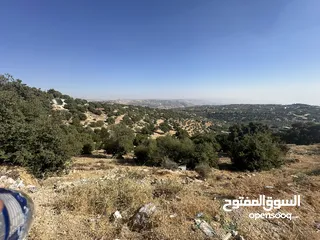  1 فرصة ذهبية: مزرعة زيتون 25 سنة في بلعما – 4 دونم بـ35ألف