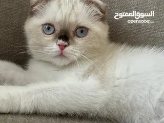  6 قطة سكوتش فولد عمر 3 اشهر Scottish fold cat 3 months