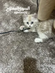  6 قط جميل ذا لون ابيض على بيج للبيع وبسعر مناسب جدا جدا