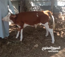  3 عجل تبارك الرحمن  ممتاز