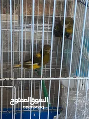  4 جوزين كنار ما شاء الله