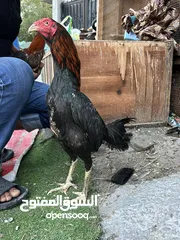  3 دياجه مكوس