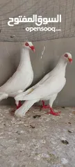  2 جوز سلافر ابيض