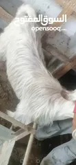  3 عنزين للبيع لحم وحليب