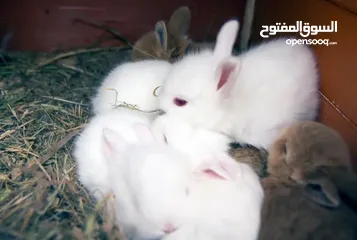  8 ارنب  ارنوب  فرنسي ابيض صغير نظيف