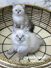  9 هملايا  اكثر من لون ( شاهد الوصف )  (الي مهتم يرن )