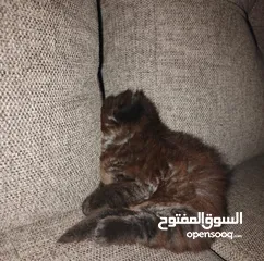  2 قطة مكس هملايا سكوتش ذكر للبيع - اسمه فَـحمه