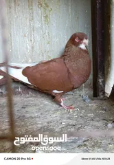  5 للبيع جواز منتجة