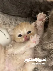  2 قطط  بصحه و عافيه