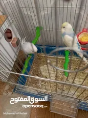  19 متوفر 5 جواز حب بسم الله ما شاء الله تعال وشوف بعينك
