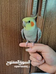  10 جوز كوكتيل منتج للبيع بسعر مغري