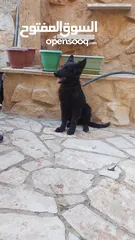  3 جيرمن رويال بلاك